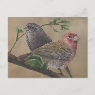 House Finch Pair Postcard