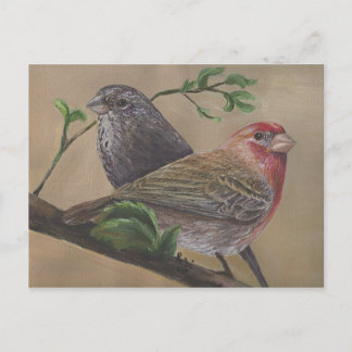 House Finch Pair Postcard