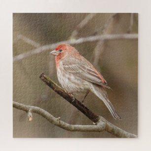 House finch perched on branch jigsaw puzzle