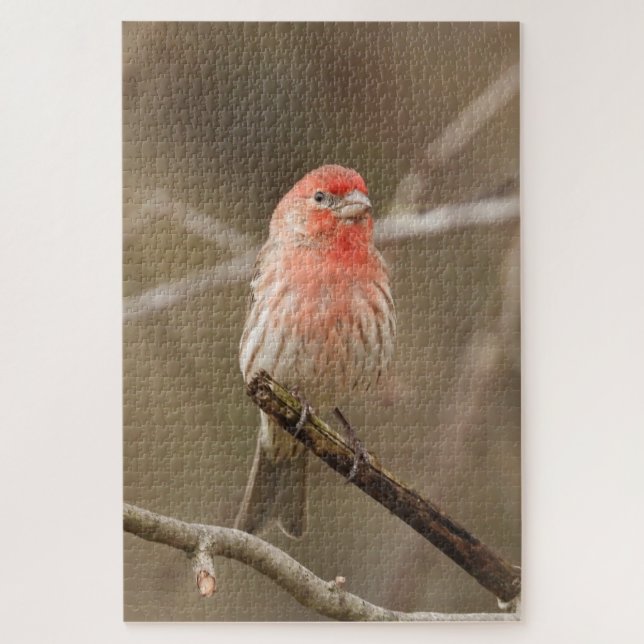 House finch perched on branch jigsaw puzzle (Vertical)