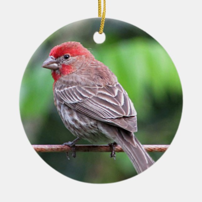 House finch photo ceramic tree decoration (Front)