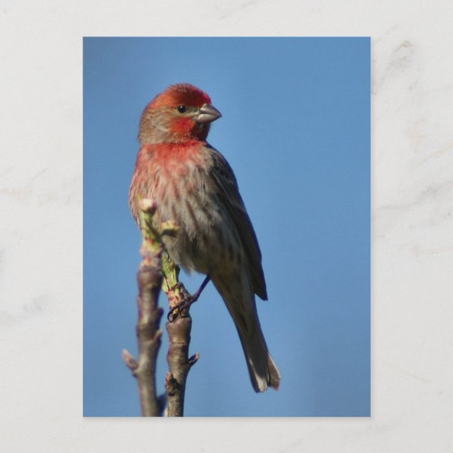 House Finch Postcard (Front)