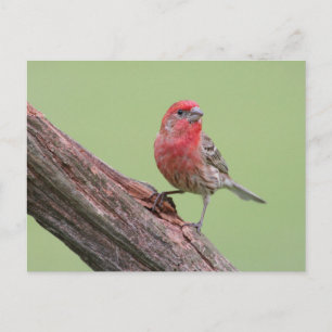 House Finch Postcard
