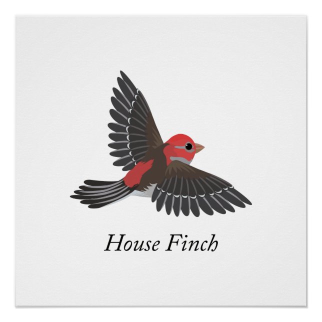 House Finch Poster (Front)