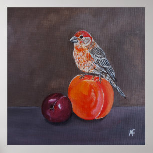 House Finch’s Midday Rest Painting by Alfred Fox Poster