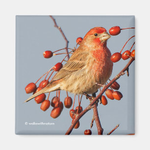 House Finch with Hawthorn Berries Magnet