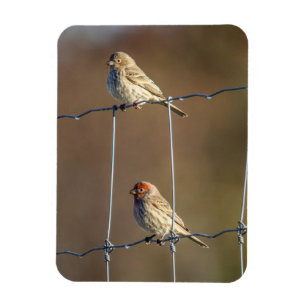 House Finches Magnet