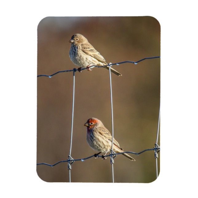 House Finches Magnet (Vertical)