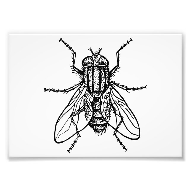 House Fly Photo Print (Front)