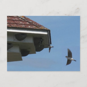 House Martins at Nest Box DIY Postcard