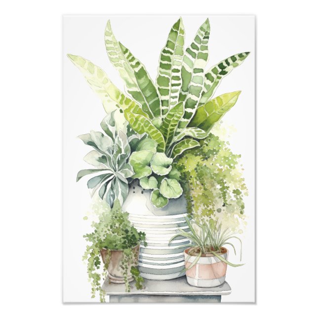 House Plants Photo Print (Front)