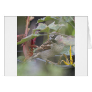 House sparrow