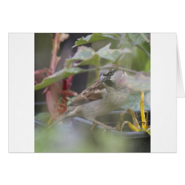 House sparrow (Front Horizontal)