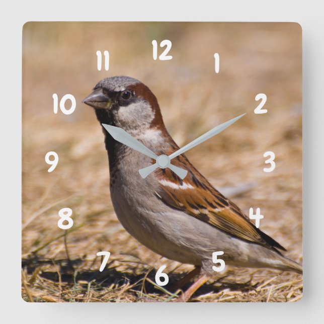 House Sparrow bird Clock (Front)