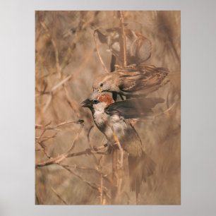 House Sparrow Birds In Spring Nature Photography Poster