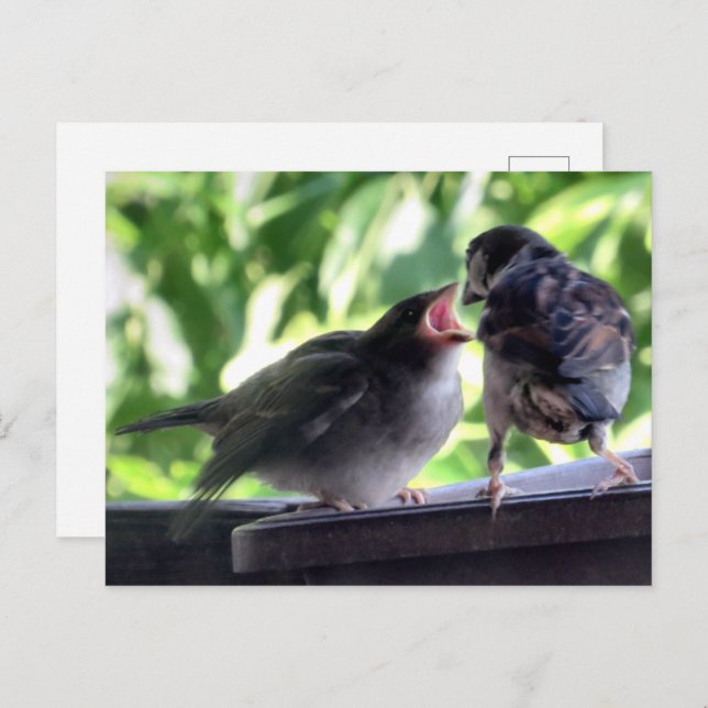House Sparrow Father Feeding Teaching Baby Postcard (Front/Back)