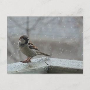 House Sparrow Horizontal Postcard