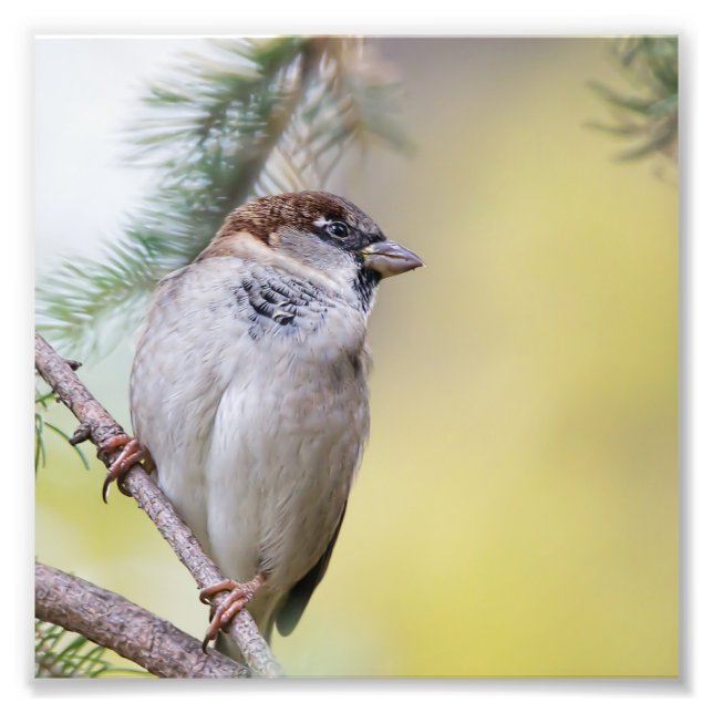 House Sparrow in a Pine Tree Photo Print (Front)