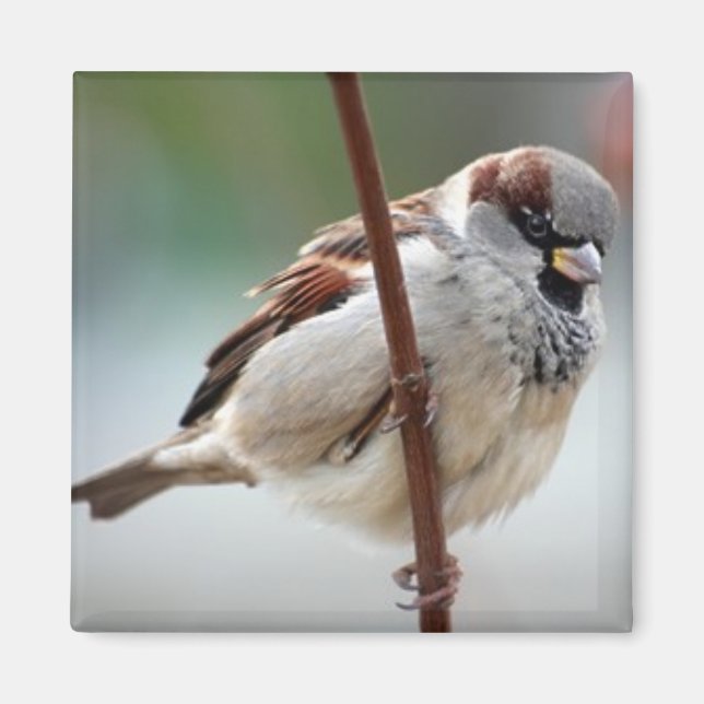 house-sparrow-male magnet (Front)
