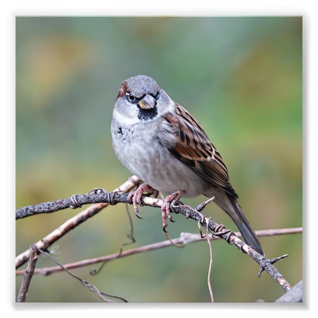 House Sparrow on a Climb Photography Print (Front)