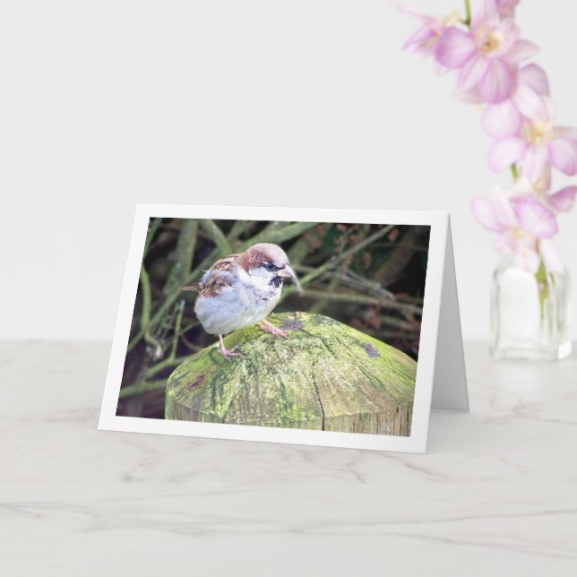 House Sparrow on Log Card (Orchid)