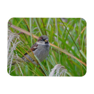 House Sparrow on Pampas Grass Magnet