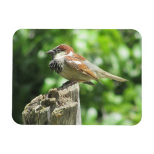 House Sparrow on Tree Stump Magnet