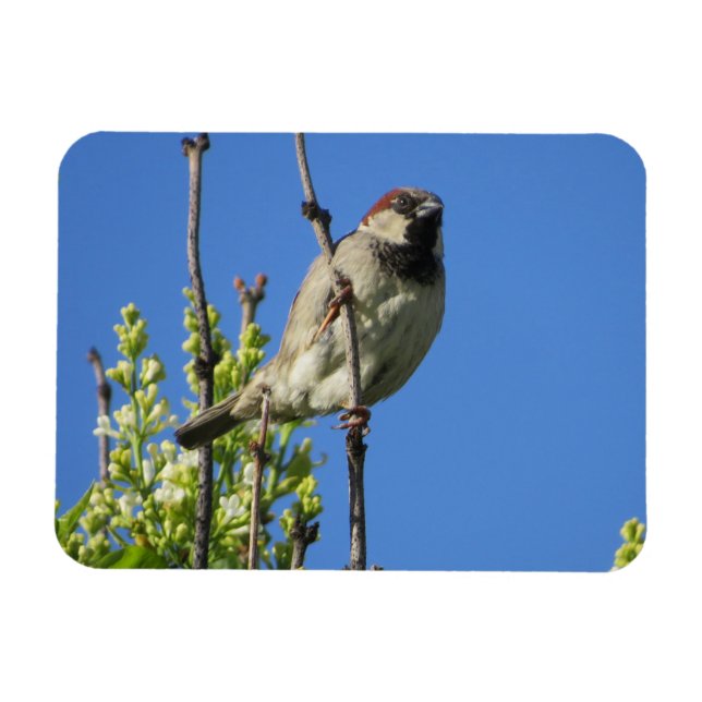 House Sparrow Spring Lilacs Magnet (Horizontal)