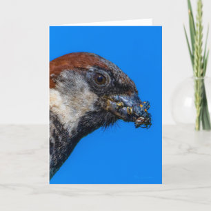House Sparrow with bugs Thank You Card
