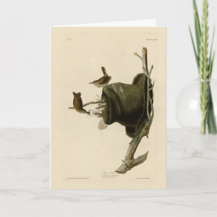 House Wren from Audubon's Birds of America Card
