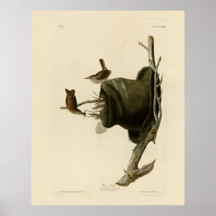House Wren from Audubon's Birds of America Poster
