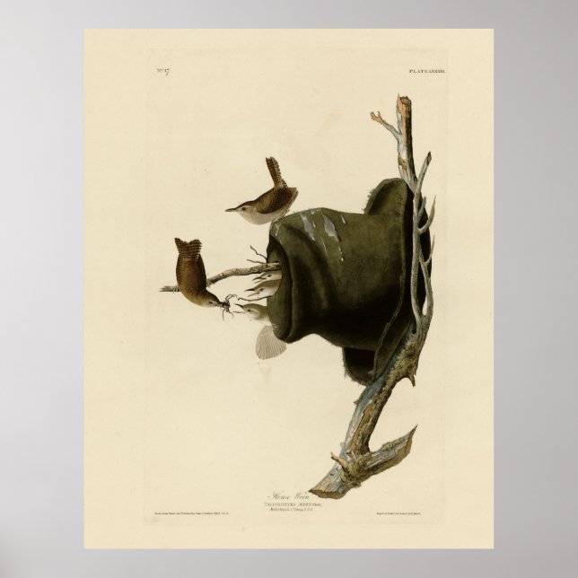 House Wren from Audubon's Birds of America Poster (Front)
