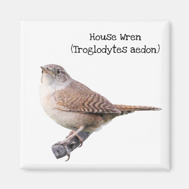 House Wren Magnet (Front)