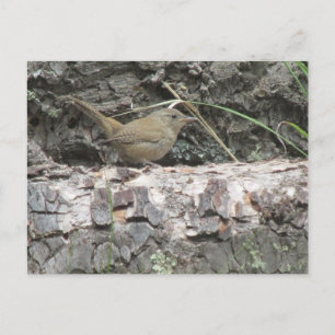 House Wren Postcard