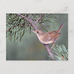 House Wren Postcard
