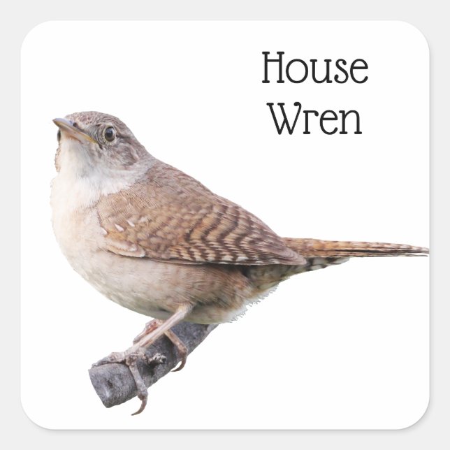 House Wren Square Sticker (Front)