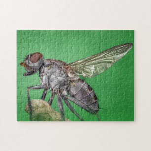 Housefly Close-up Insect Photo Puzzle