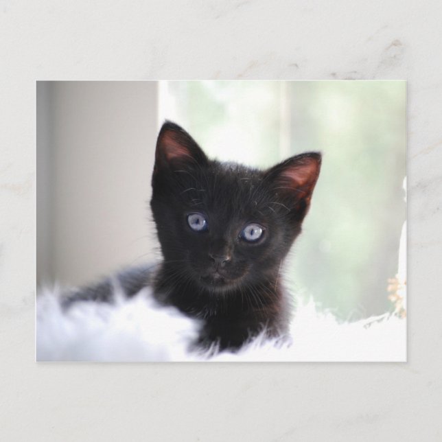 Household Pet 17 Postcard (Front)