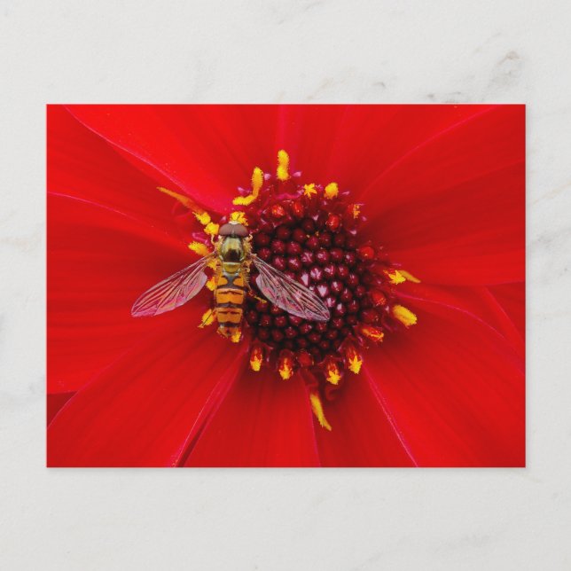 Hover Fly on a Dahlia Postcard (Front)