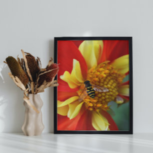 Hover Fly on Collarette Dahlia Photo Print
