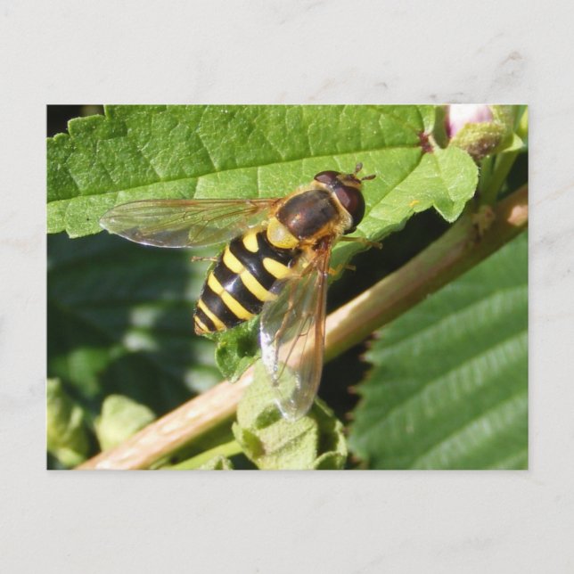Hover fly ~ postcard (Front)