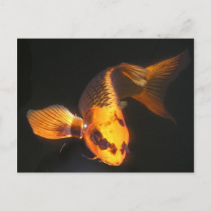 Hover The Great KOI Postcard