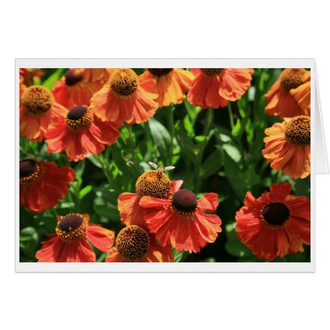 Hoverfly (Front Horizontal)