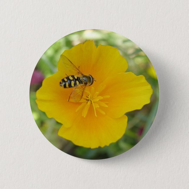 Hoverfly and Californian Poppy Button (Front)