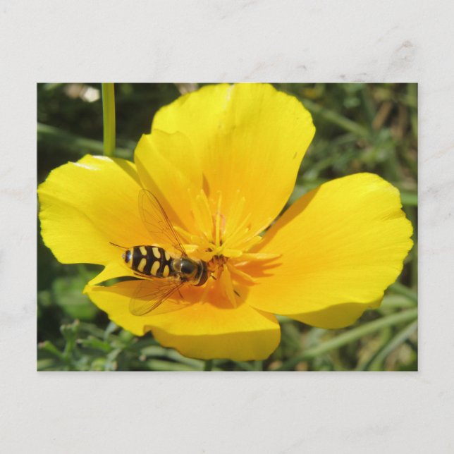 Hoverfly and Flower Postcard (Front)