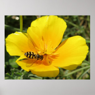 Hoverfly and Flower Print