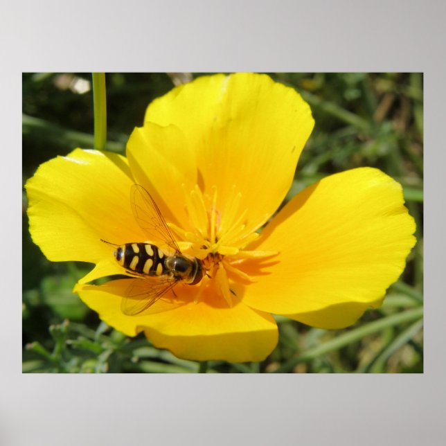 Hoverfly and Flower Print (Front)