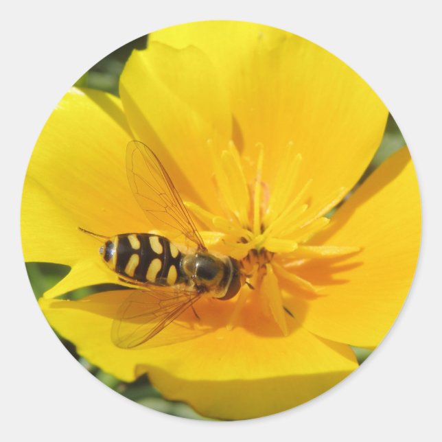Hoverfly and Flower Stickers (Front)