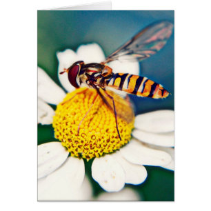 Hoverfly awakening