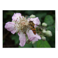 Hoverfly Card